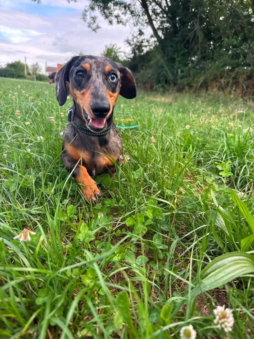 Little Elvis